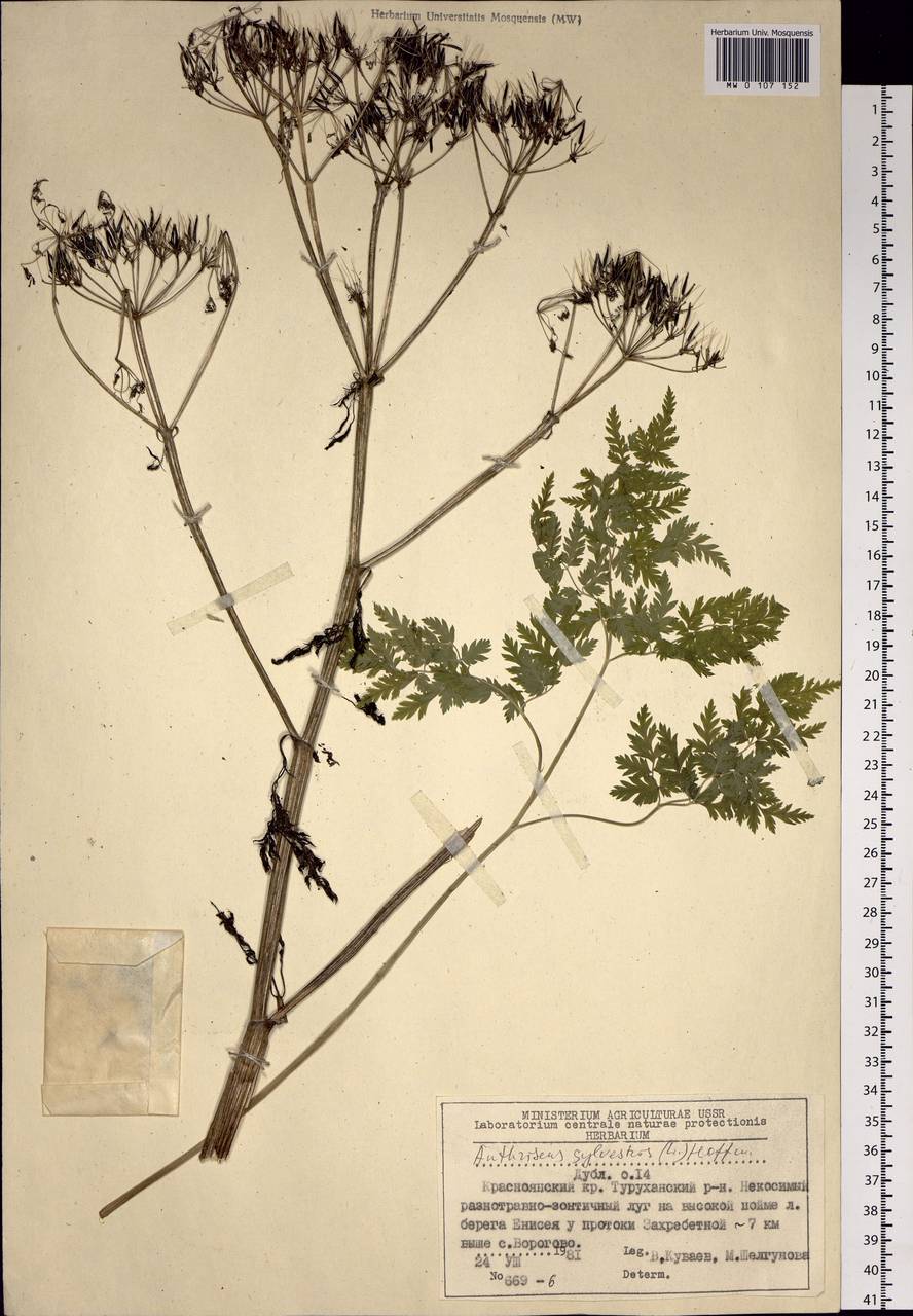 Anthriscus sylvestris (L.) Hoffm., Siberia, Central Siberia (S3) (Russia)