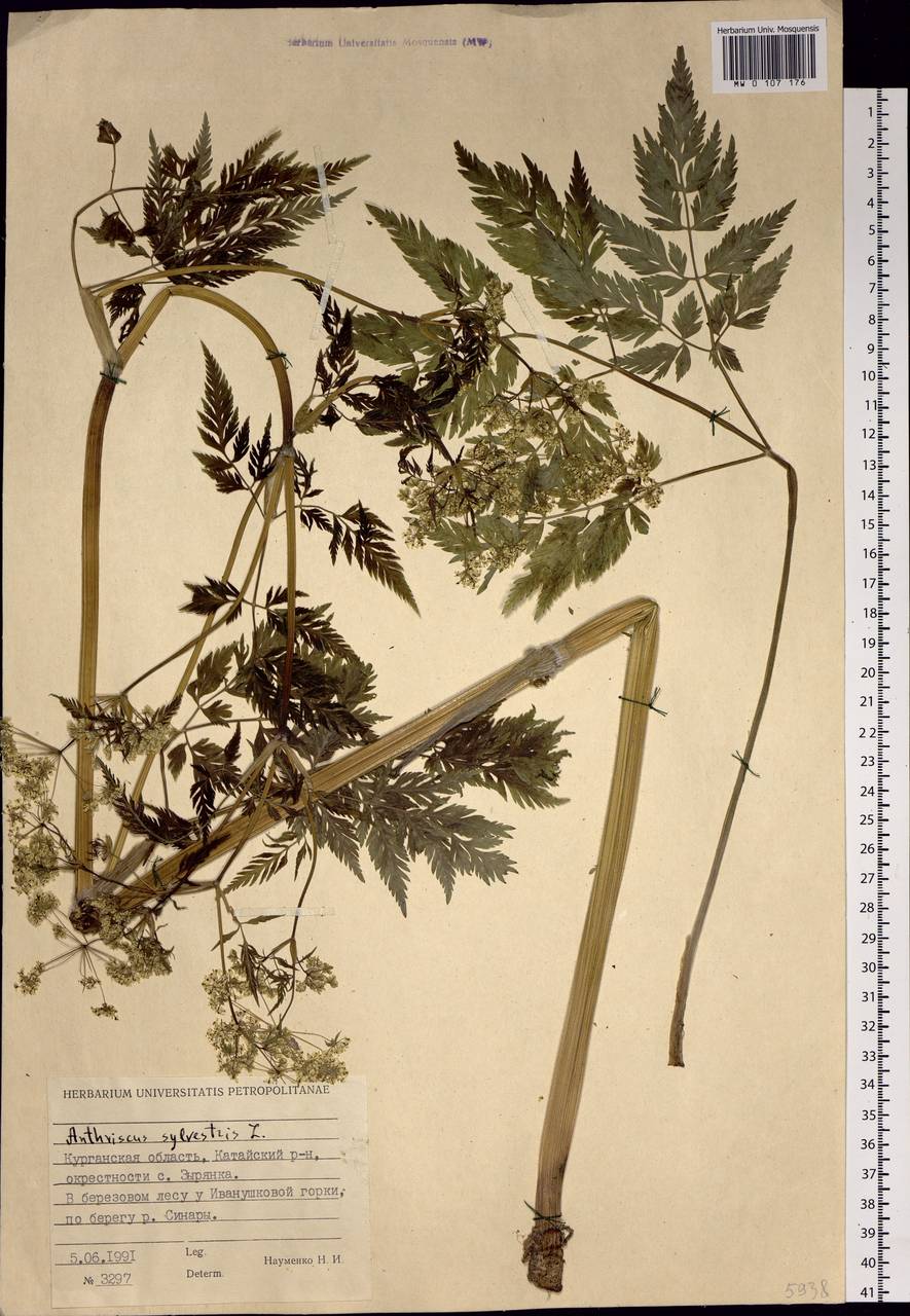 Anthriscus sylvestris (L.) Hoffm., Siberia, Western Siberia (S1) (Russia)