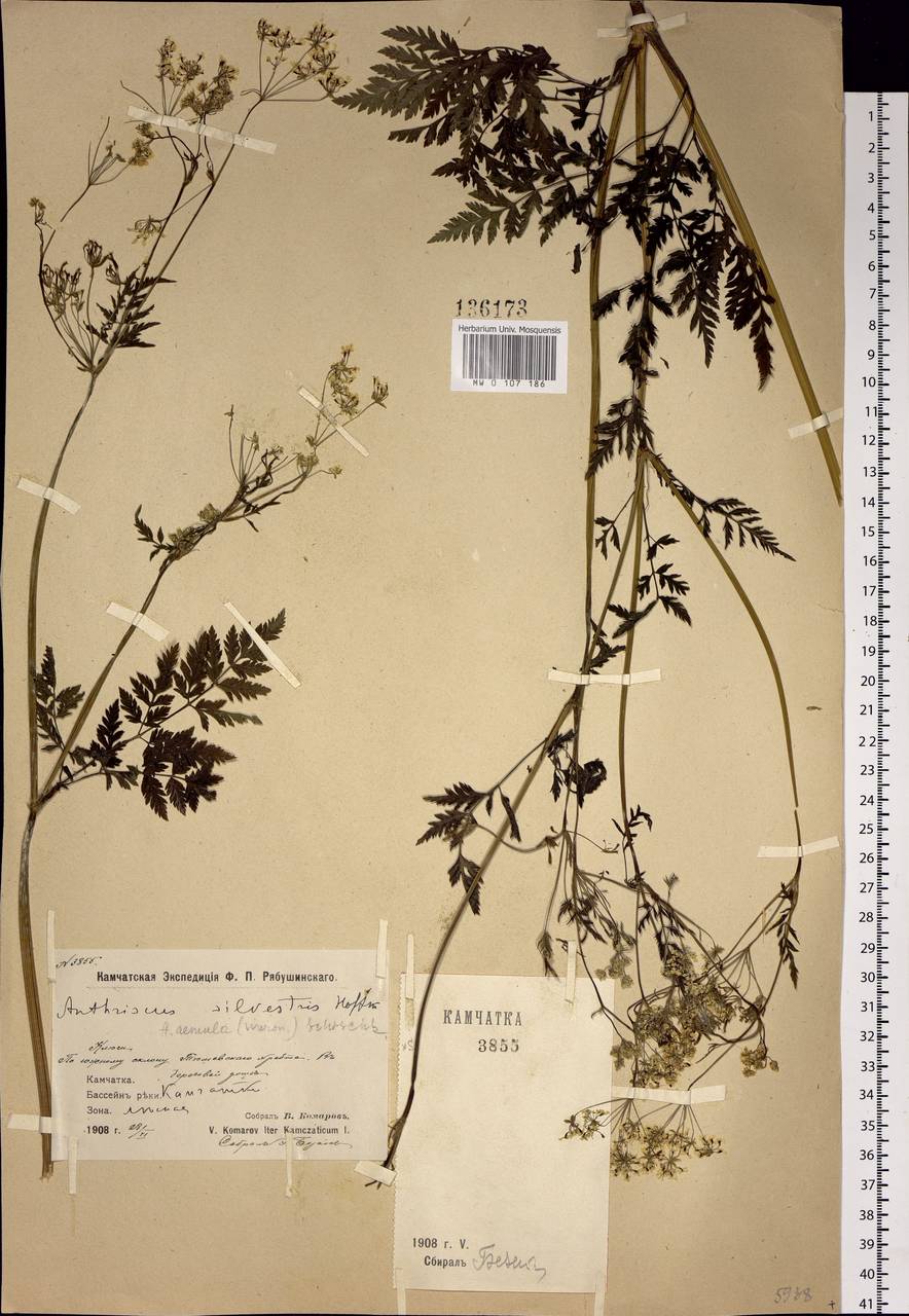 Anthriscus sylvestris subsp. sylvestris, Siberia, Chukotka & Kamchatka (S7) (Russia)