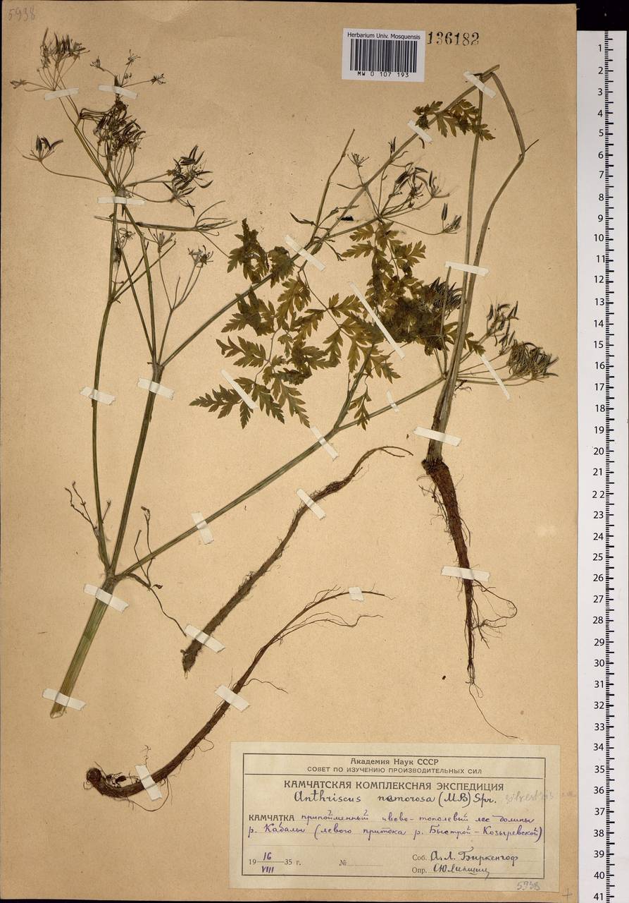Anthriscus sylvestris subsp. sylvestris, Siberia, Chukotka & Kamchatka (S7) (Russia)