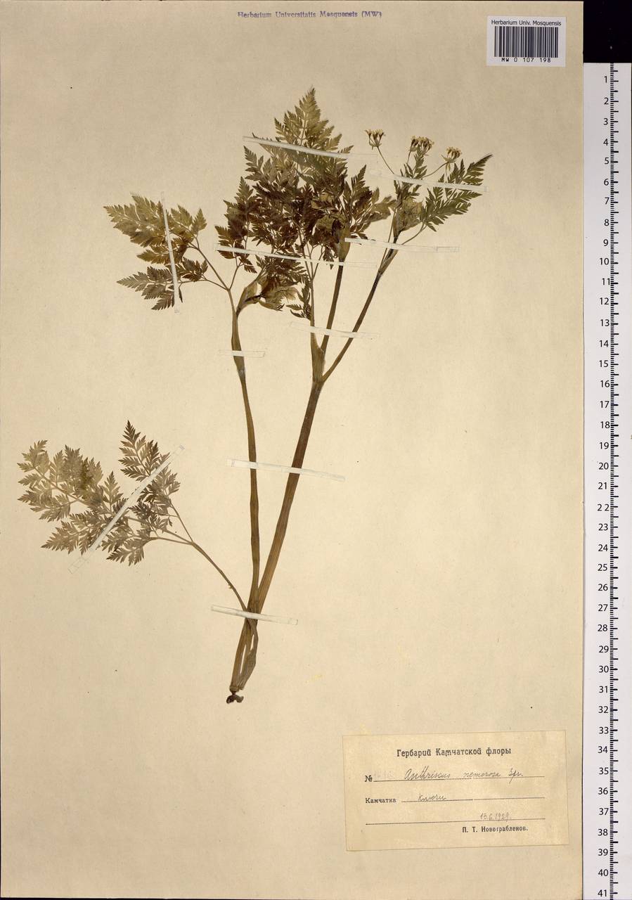 Anthriscus sylvestris subsp. sylvestris, Siberia, Chukotka & Kamchatka (S7) (Russia)