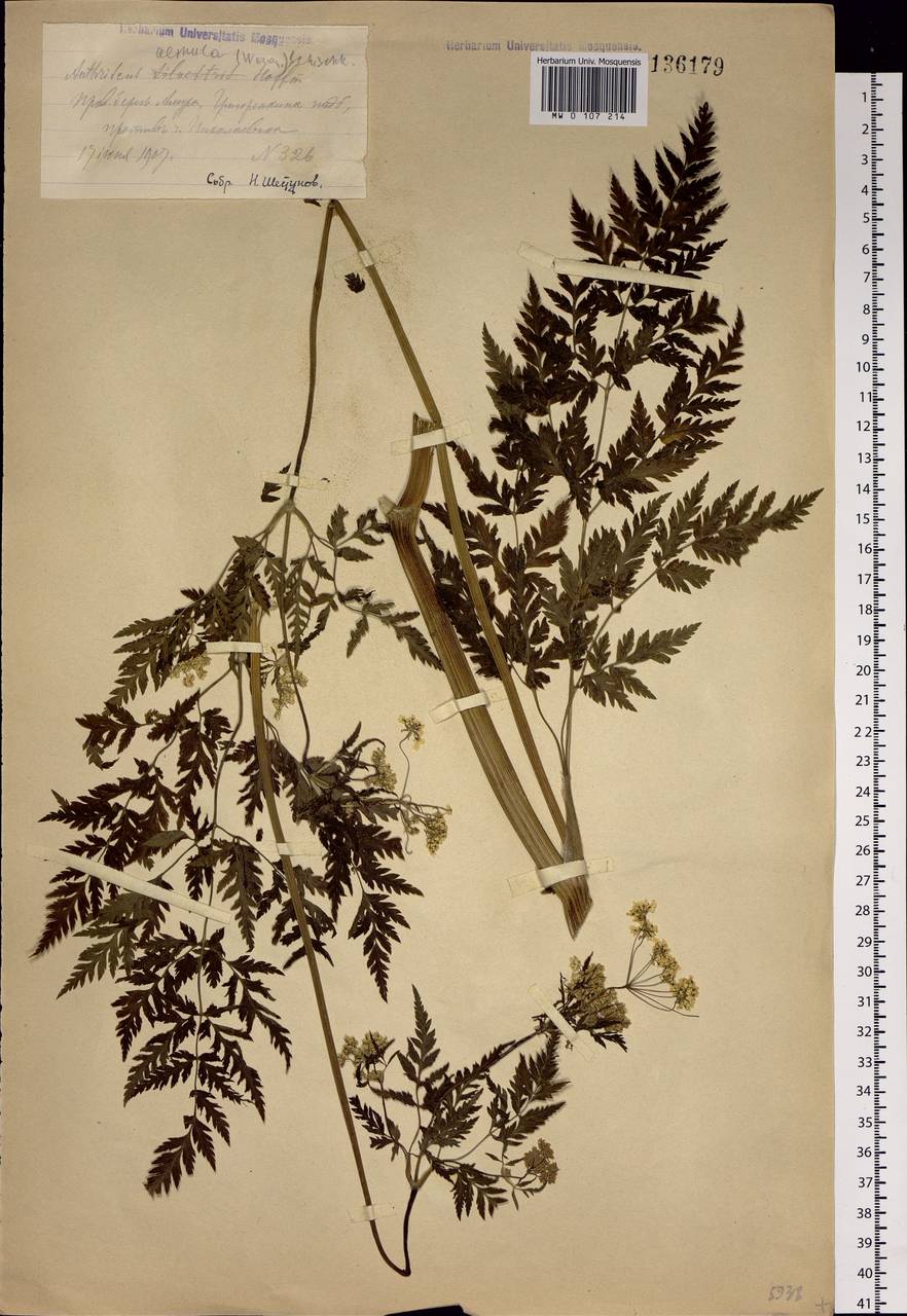 Anthriscus sylvestris subsp. sylvestris, Siberia, Russian Far East (S6) (Russia)