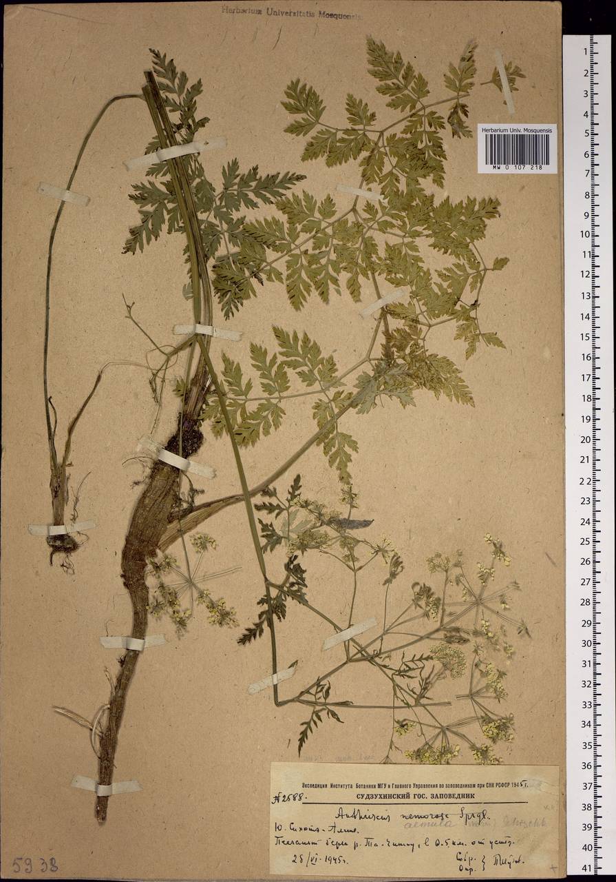 Anthriscus sylvestris subsp. sylvestris, Siberia, Russian Far East (S6) (Russia)