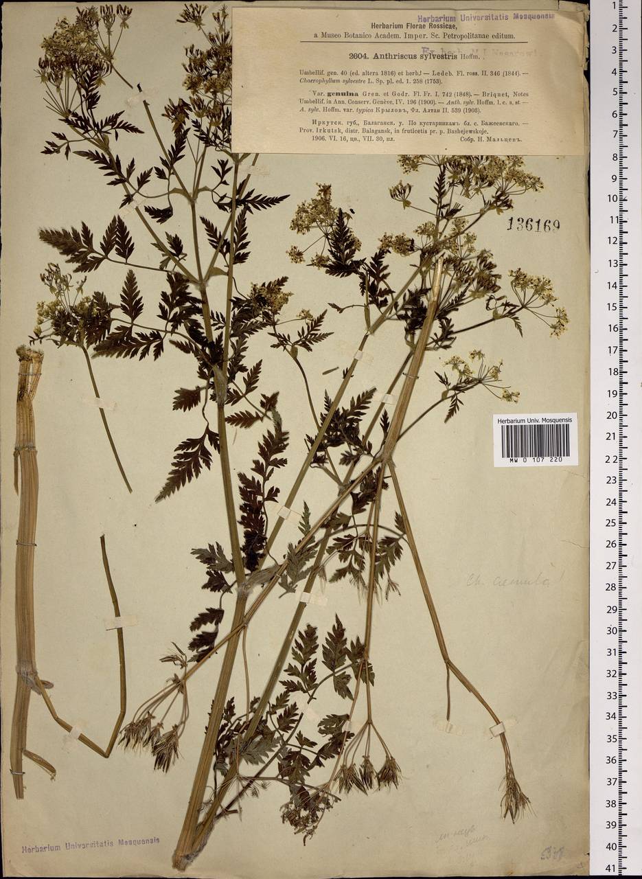Anthriscus sylvestris subsp. sylvestris, Siberia, Baikal & Transbaikal region (S4) (Russia)