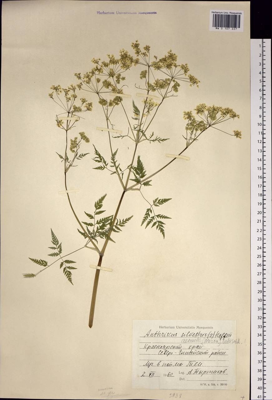 Anthriscus sylvestris subsp. sylvestris, Siberia, Central Siberia (S3) (Russia)