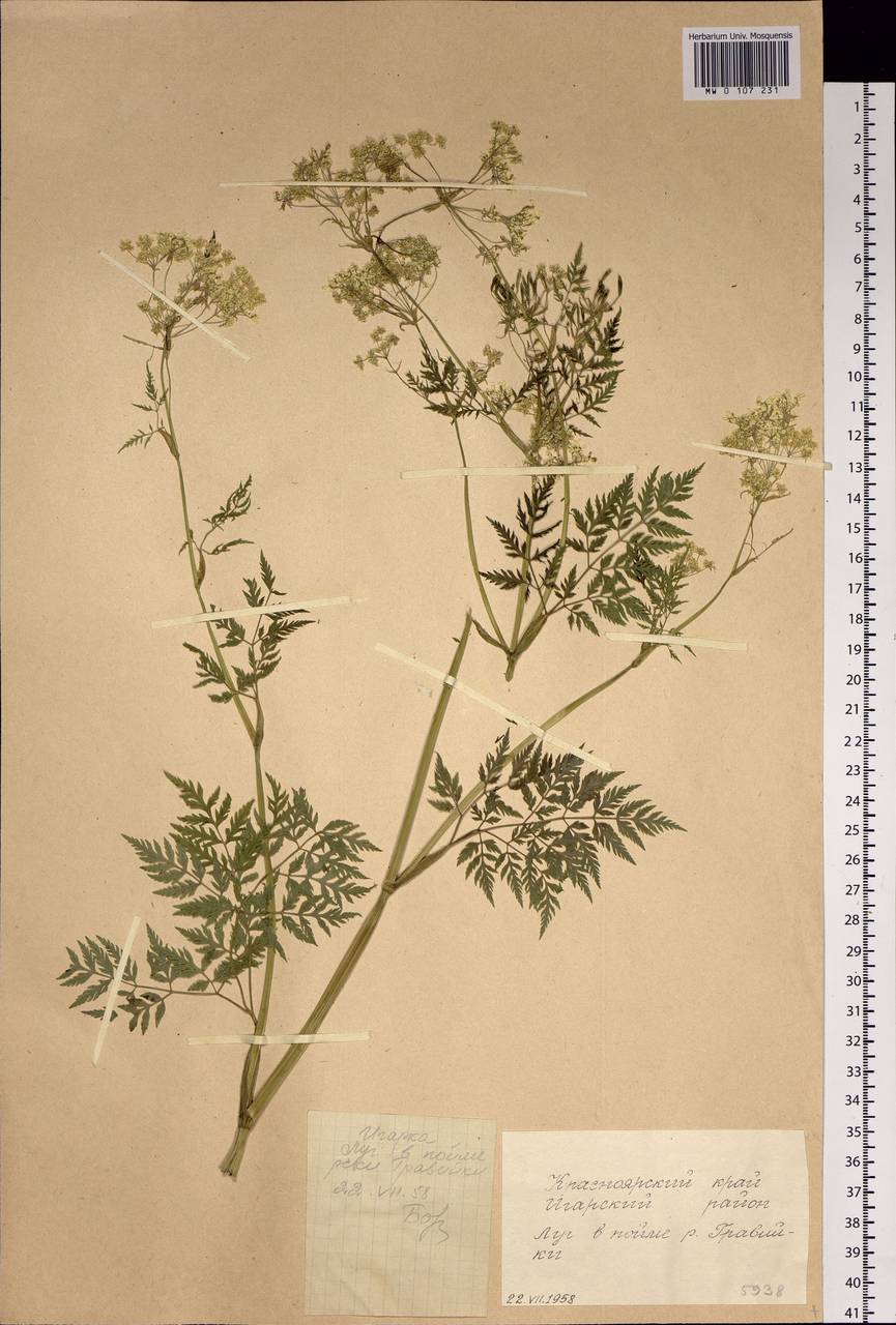 Anthriscus sylvestris subsp. sylvestris, Siberia, Central Siberia (S3) (Russia)