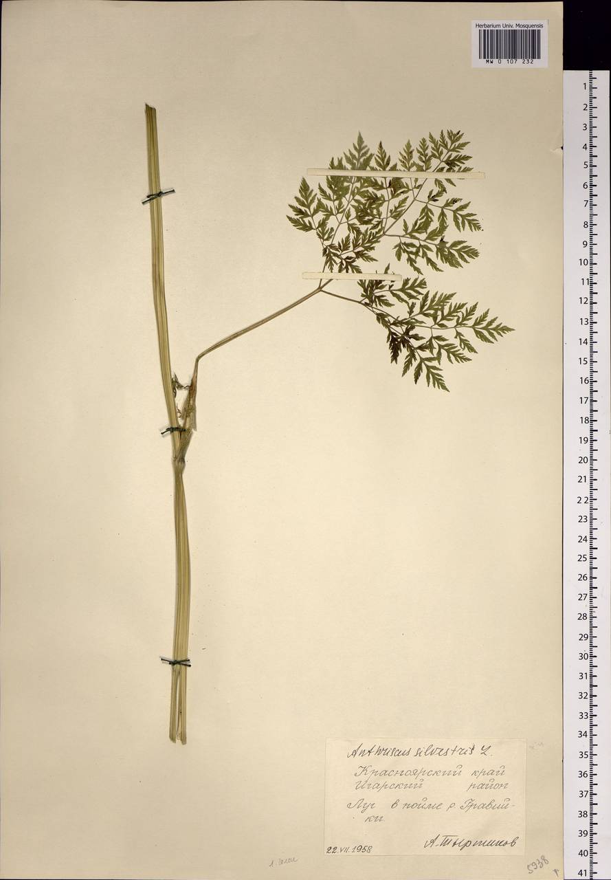Anthriscus sylvestris subsp. sylvestris, Siberia, Central Siberia (S3) (Russia)