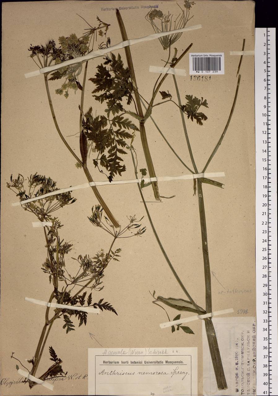 Anthriscus sylvestris subsp. sylvestris, Siberia (no precise locality) (S0) (Russia)