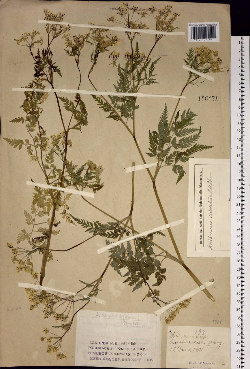 Anthriscus sylvestris subsp. sylvestris, Siberia, Altai & Sayany Mountains (S2) (Russia)