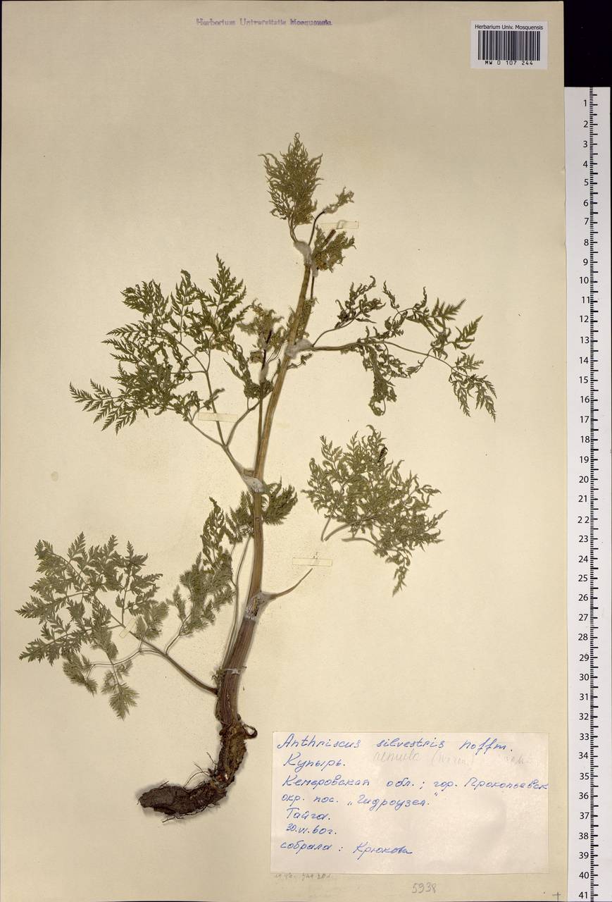 Anthriscus sylvestris subsp. sylvestris, Siberia, Altai & Sayany Mountains (S2) (Russia)