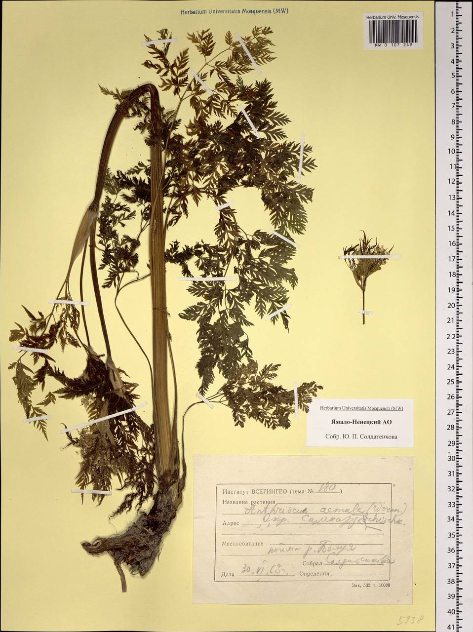 Anthriscus sylvestris subsp. sylvestris, Siberia, Western Siberia (S1) (Russia)