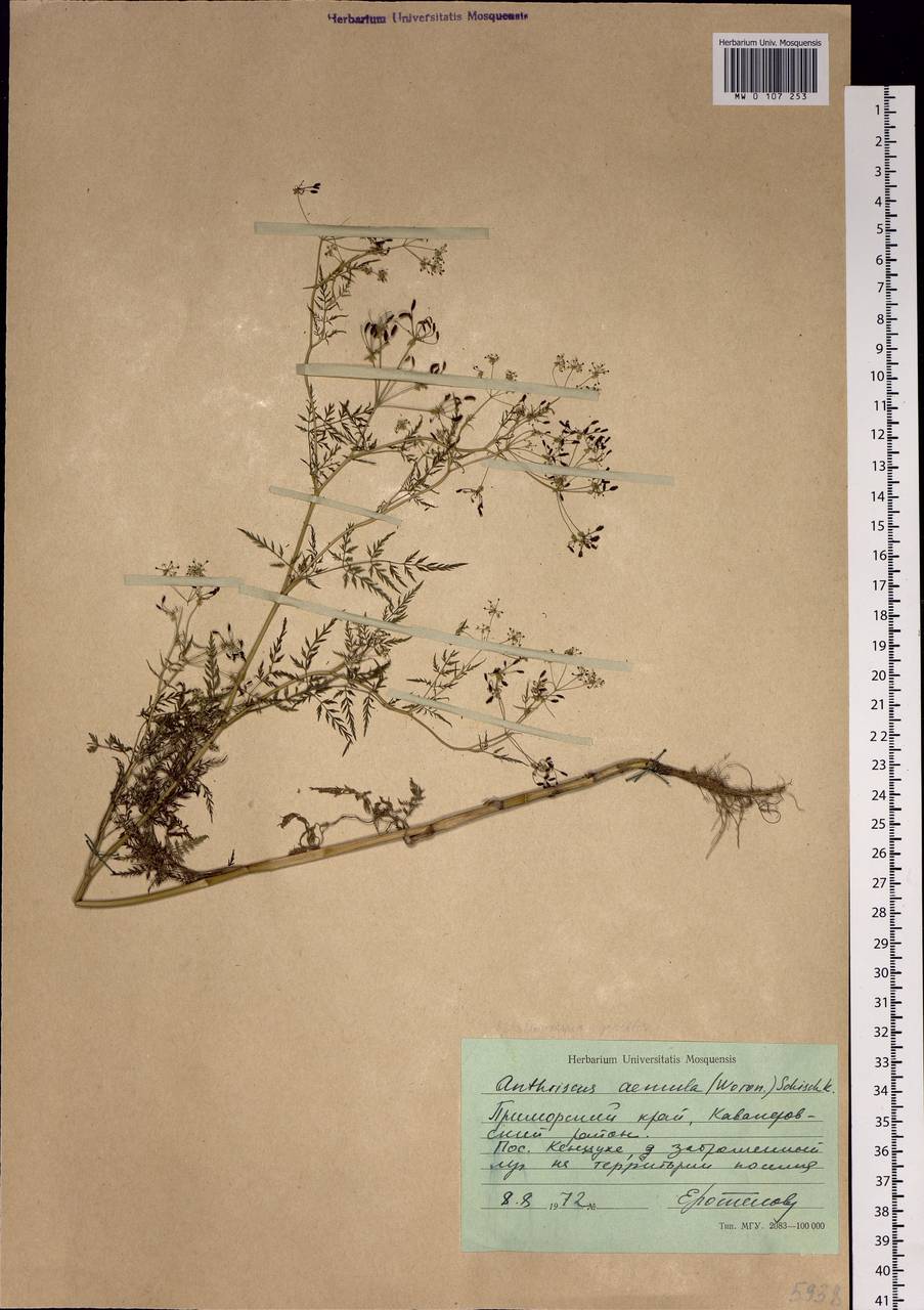 Sphallerocarpus gracilis (Besser ex Trevis.) Koso-Pol., Siberia, Russian Far East (S6) (Russia)