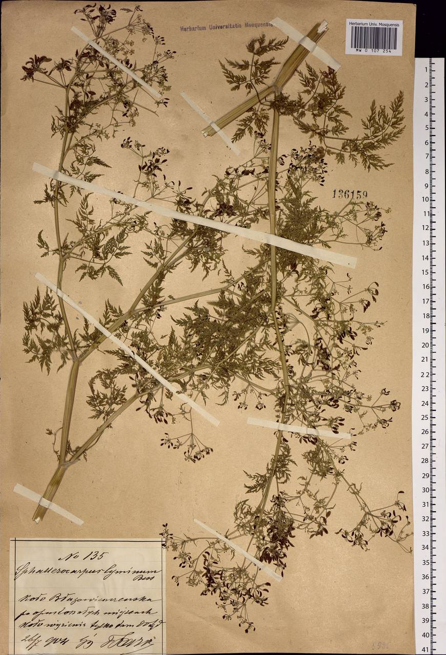 Sphallerocarpus gracilis (Besser ex Trevis.) Koso-Pol., Siberia, Russian Far East (S6) (Russia)