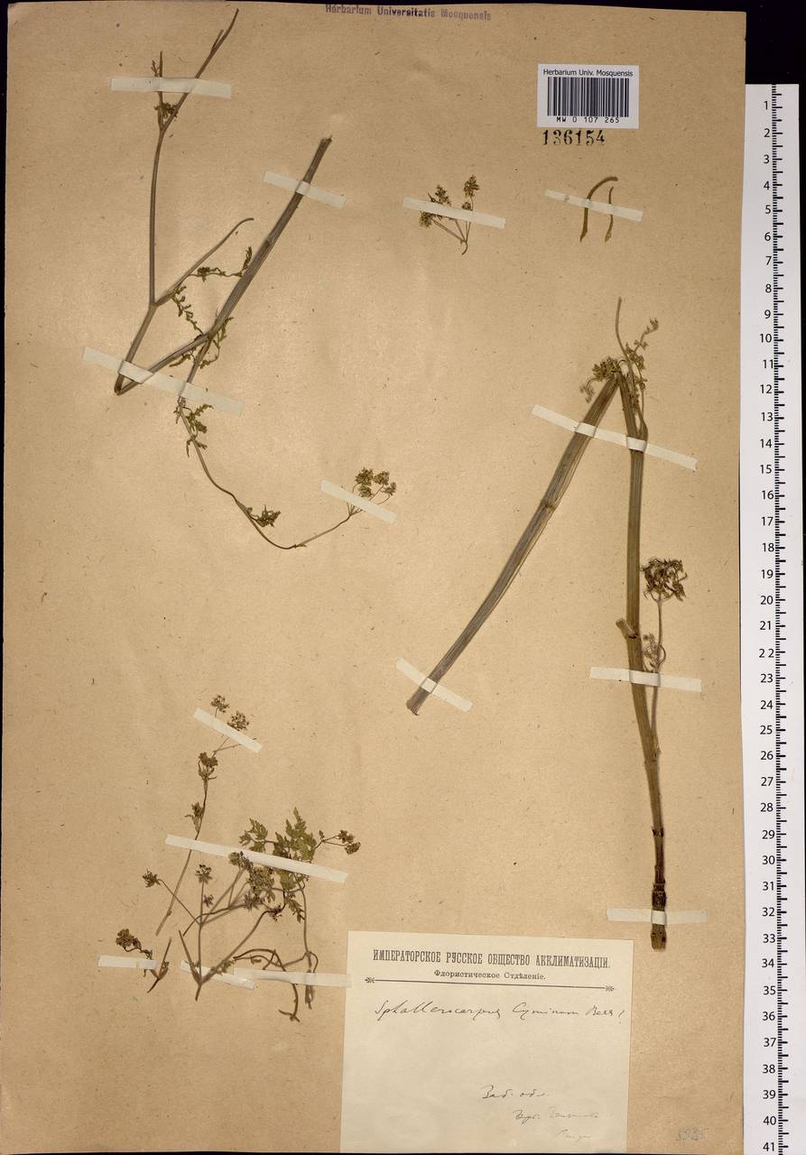 Sphallerocarpus gracilis (Besser ex Trevis.) Koso-Pol., Siberia, Baikal & Transbaikal region (S4) (Russia)