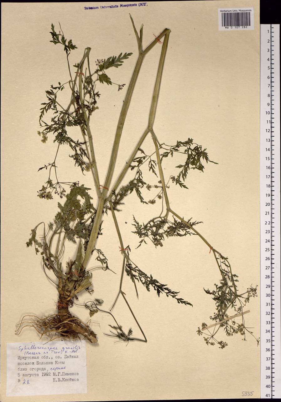 Sphallerocarpus gracilis (Besser ex Trevis.) Koso-Pol., Siberia, Baikal & Transbaikal region (S4) (Russia)