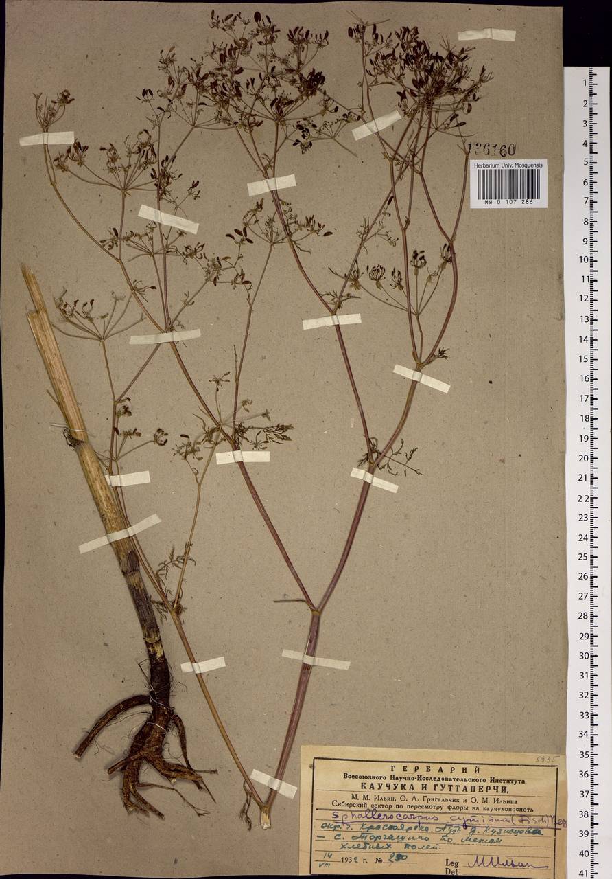 Sphallerocarpus gracilis (Besser ex Trevis.) Koso-Pol., Siberia, Central Siberia (S3) (Russia)