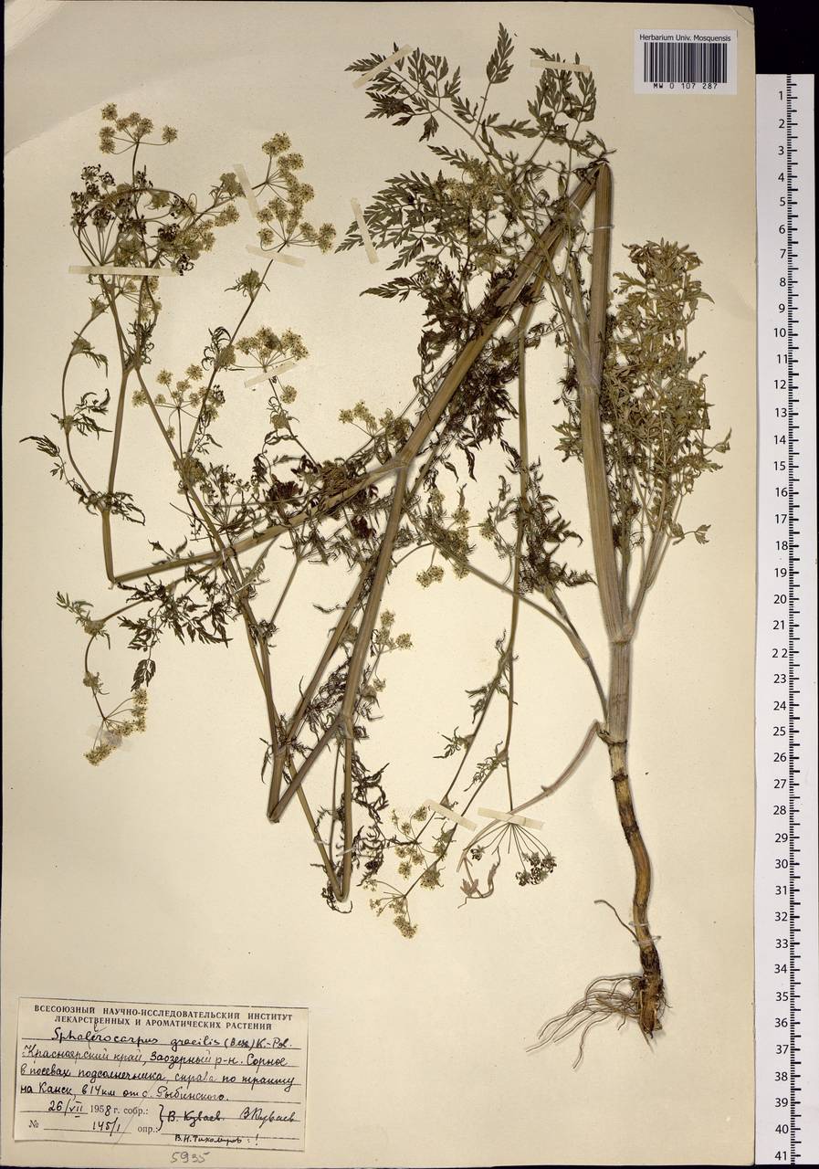 Sphallerocarpus gracilis (Besser ex Trevis.) Koso-Pol., Siberia, Central Siberia (S3) (Russia)