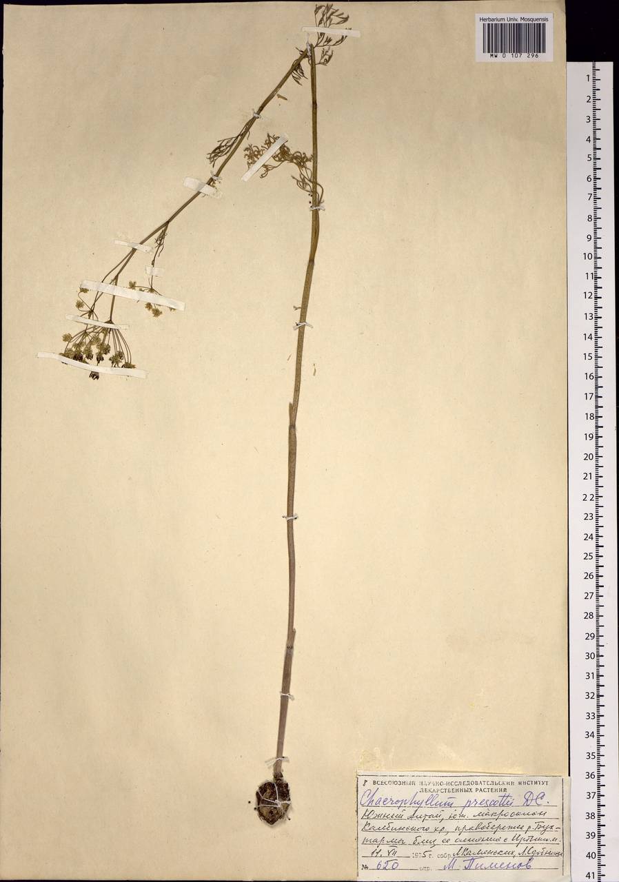 Chaerophyllum prescottii DC., Siberia, Western (Kazakhstan) Altai Mountains (S2a) (Kazakhstan)