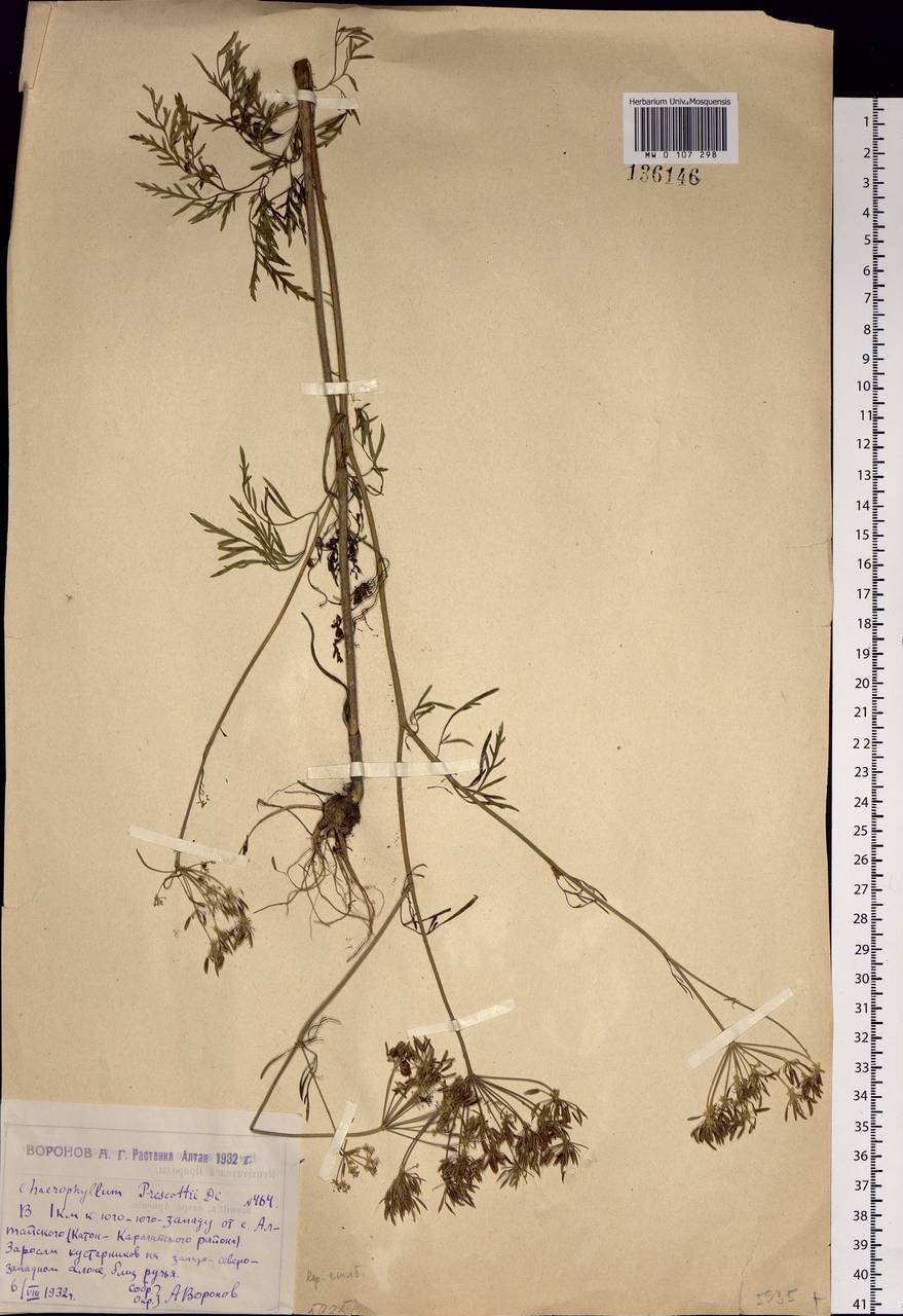 Chaerophyllum prescottii DC., Siberia, Western (Kazakhstan) Altai Mountains (S2a) (Kazakhstan)