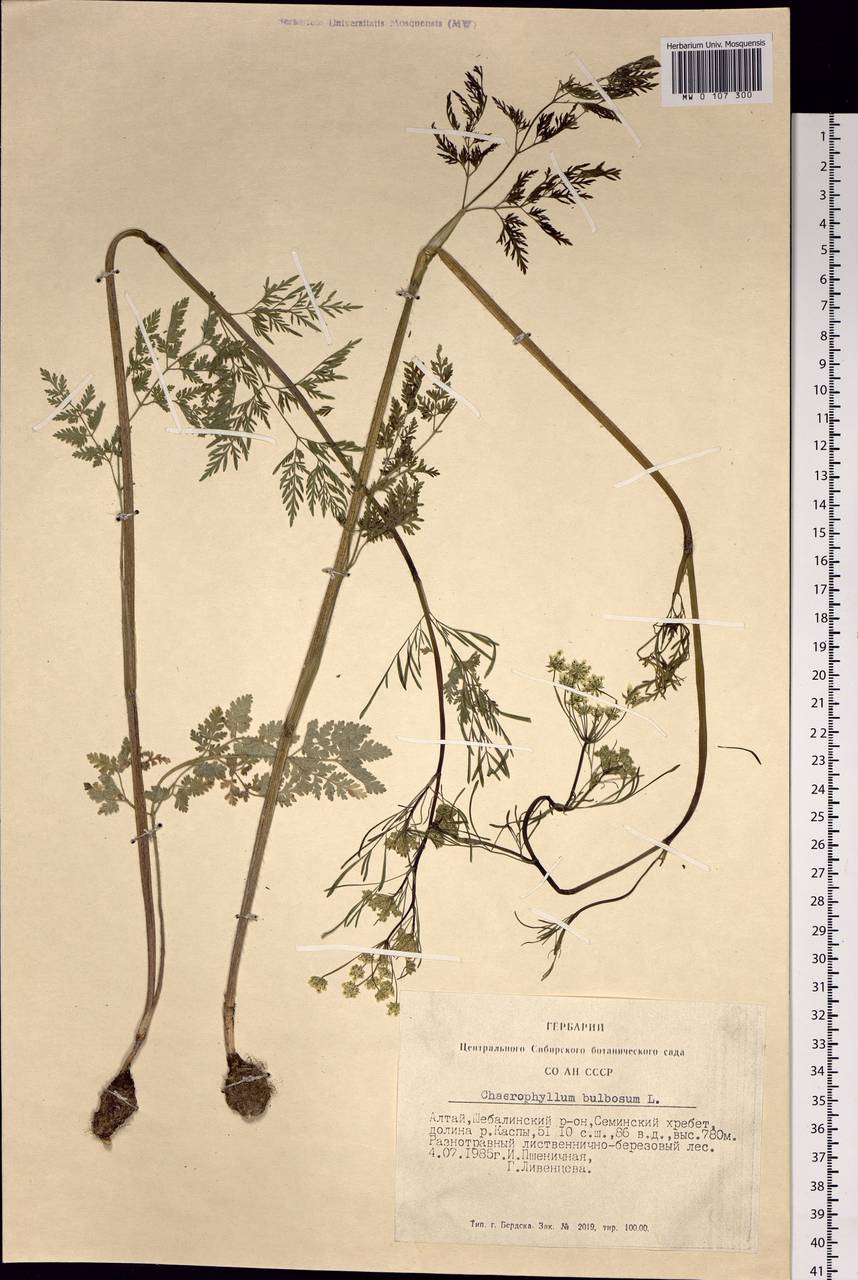 Chaerophyllum prescottii DC., Siberia, Altai & Sayany Mountains (S2) (Russia)