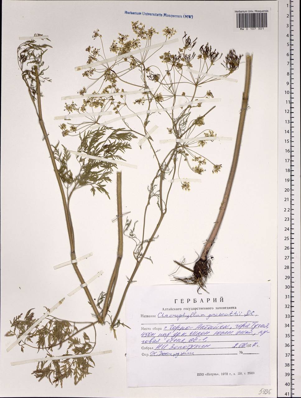 Chaerophyllum prescottii DC., Siberia, Altai & Sayany Mountains (S2) (Russia)