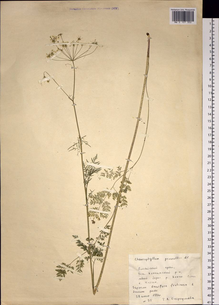 Chaerophyllum prescottii DC., Siberia, Altai & Sayany Mountains (S2) (Russia)