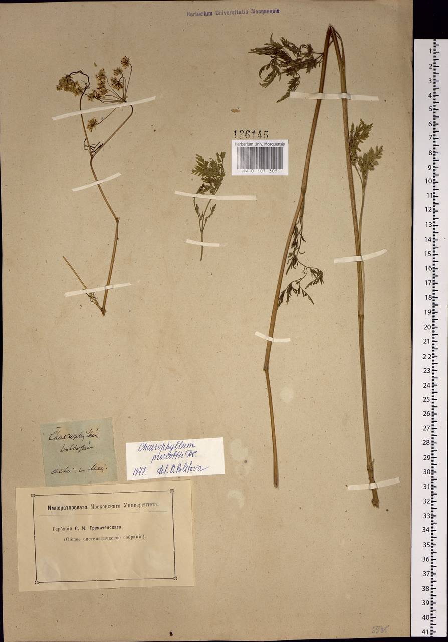 Chaerophyllum prescottii DC., Siberia, Altai & Sayany Mountains (S2) (Russia)