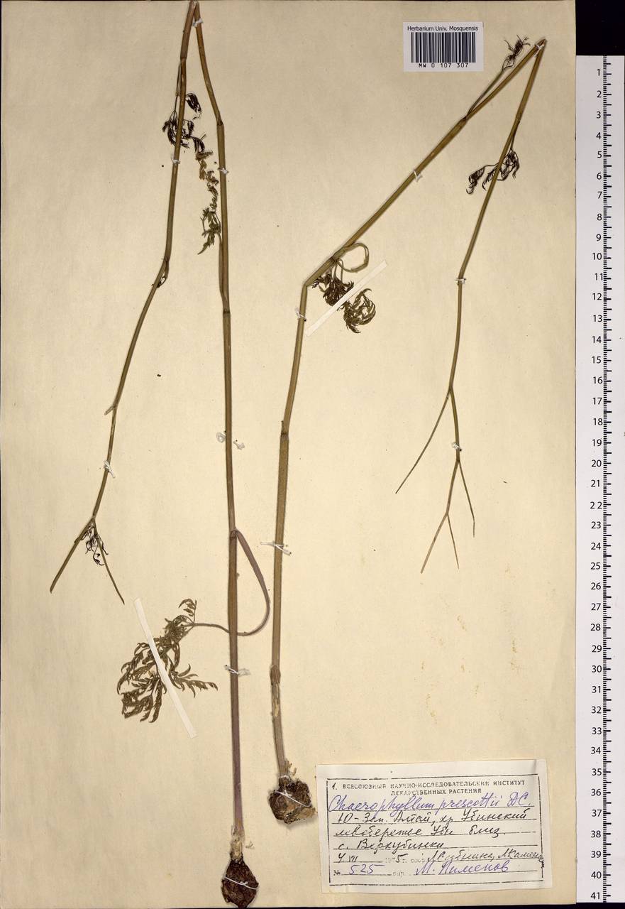 Chaerophyllum prescottii DC., Siberia, Altai & Sayany Mountains (S2) (Russia)