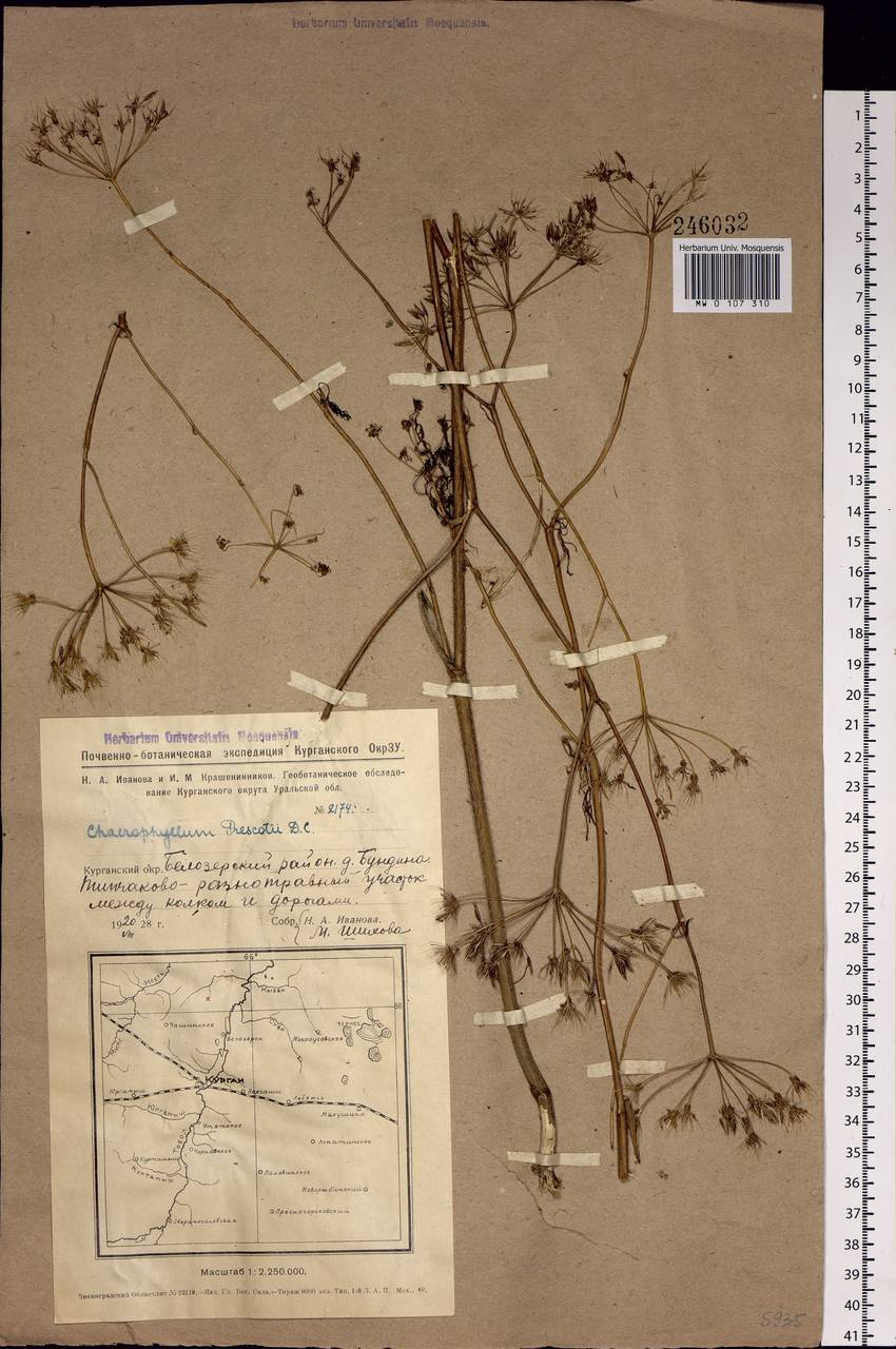 Chaerophyllum prescottii DC., Siberia, Western Siberia (S1) (Russia)