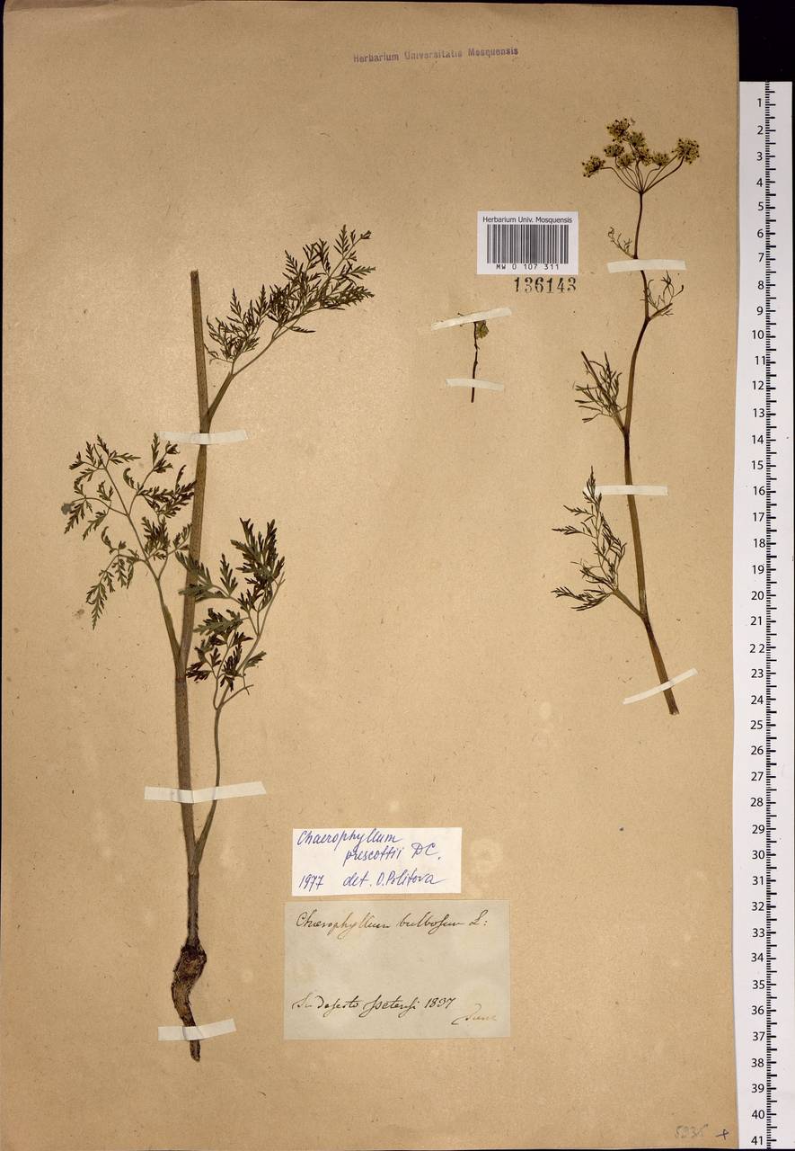 Chaerophyllum prescottii DC., Siberia, Western Siberia (S1) (Russia)