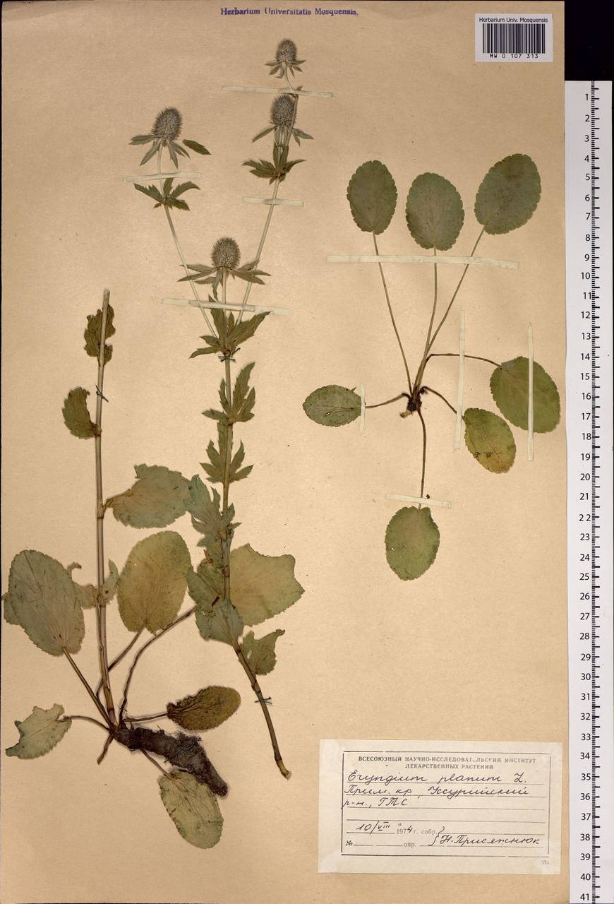 Eryngium planum L., Siberia, Russian Far East (S6) (Russia)
