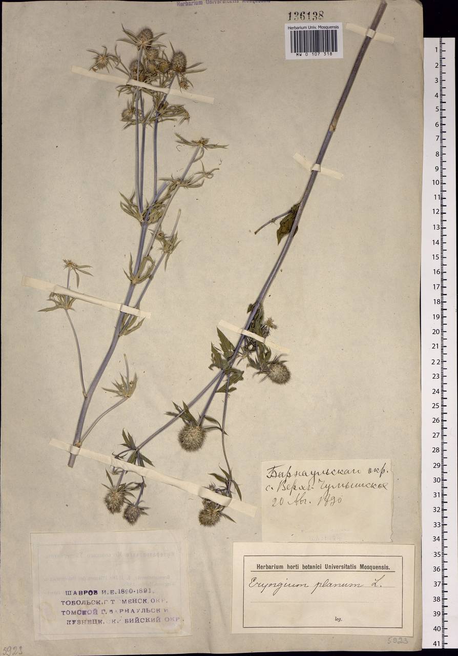 Eryngium planum L., Siberia, Altai & Sayany Mountains (S2) (Russia)