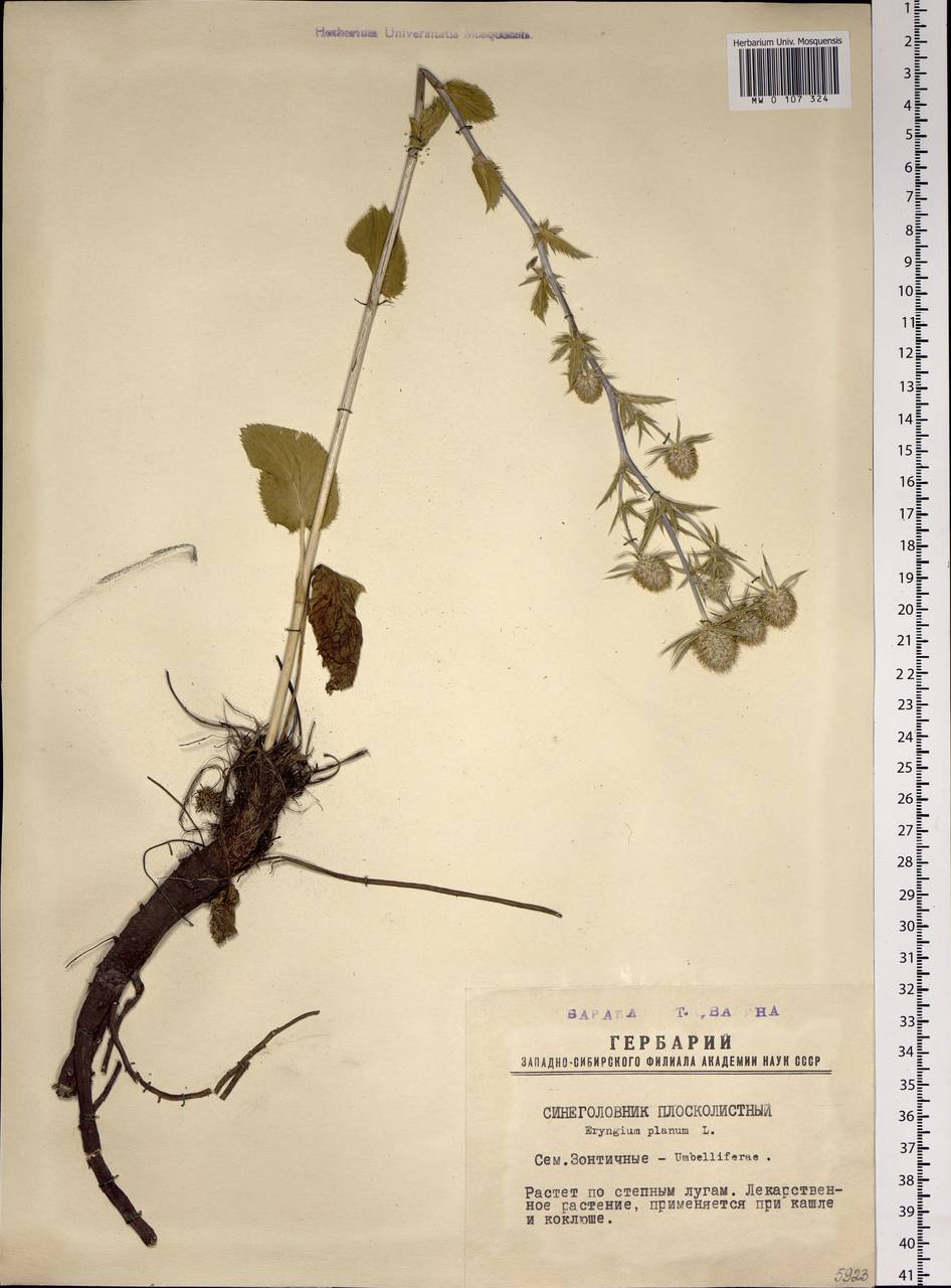 Eryngium planum L., Siberia, Western Siberia (S1) (Russia)