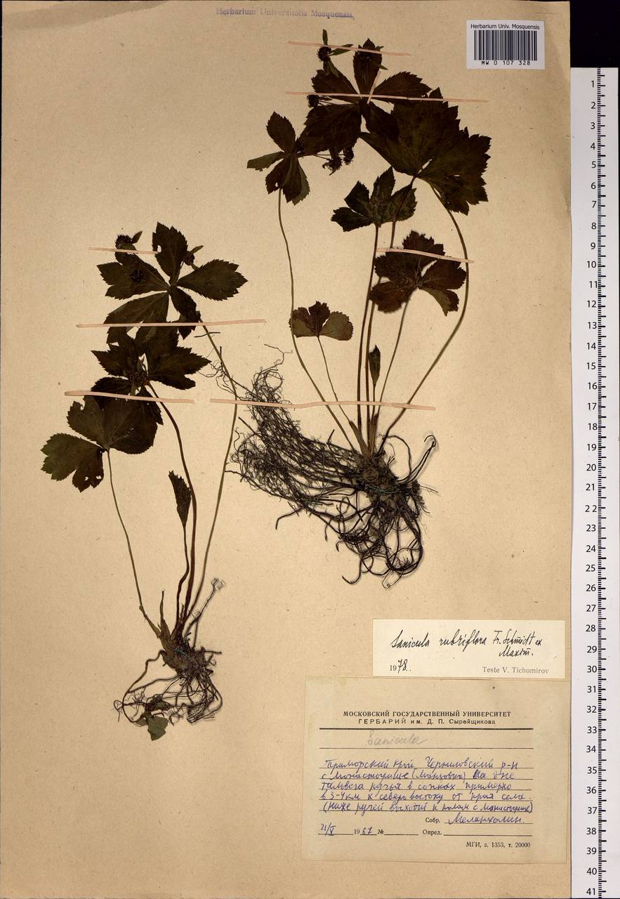 Sanicula rubriflora F.Schmidt, Siberia, Russian Far East (S6) (Russia)