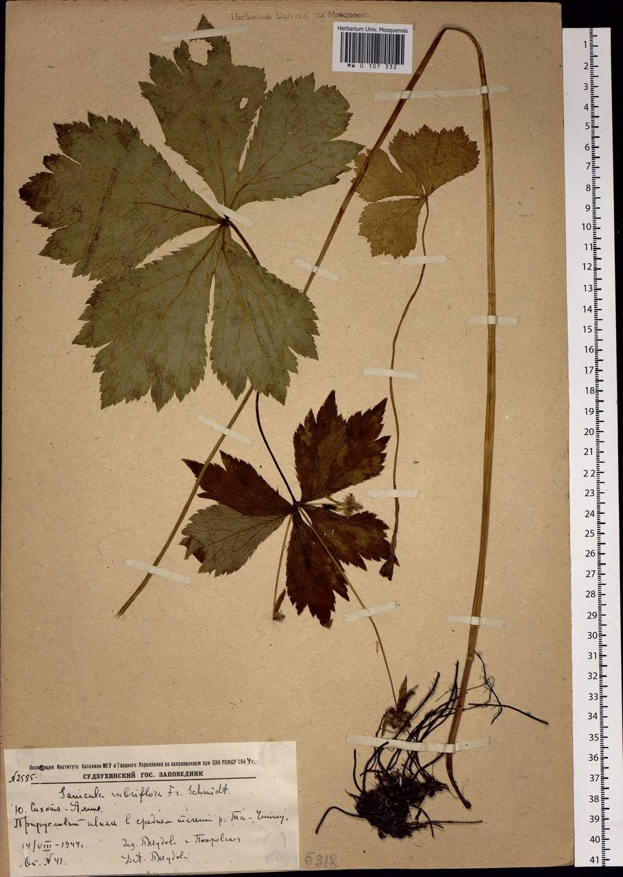 Sanicula rubriflora F.Schmidt, Siberia, Russian Far East (S6) (Russia)