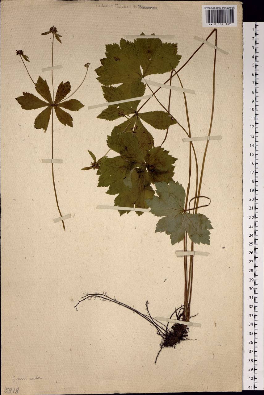 Sanicula rubriflora F.Schmidt, Siberia, Russian Far East (S6) (Russia)