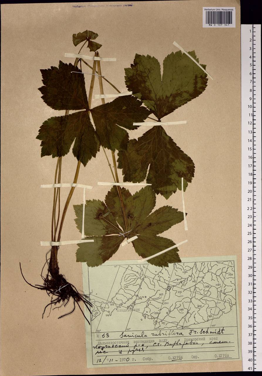 Sanicula rubriflora F. Schmidt, Siberia, Russian Far East (S6) (Russia)