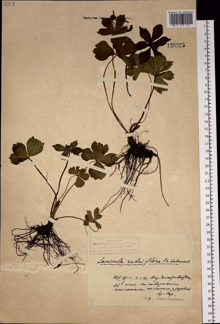 Sanicula rubriflora F.Schmidt, Siberia, Russian Far East (S6) (Russia)