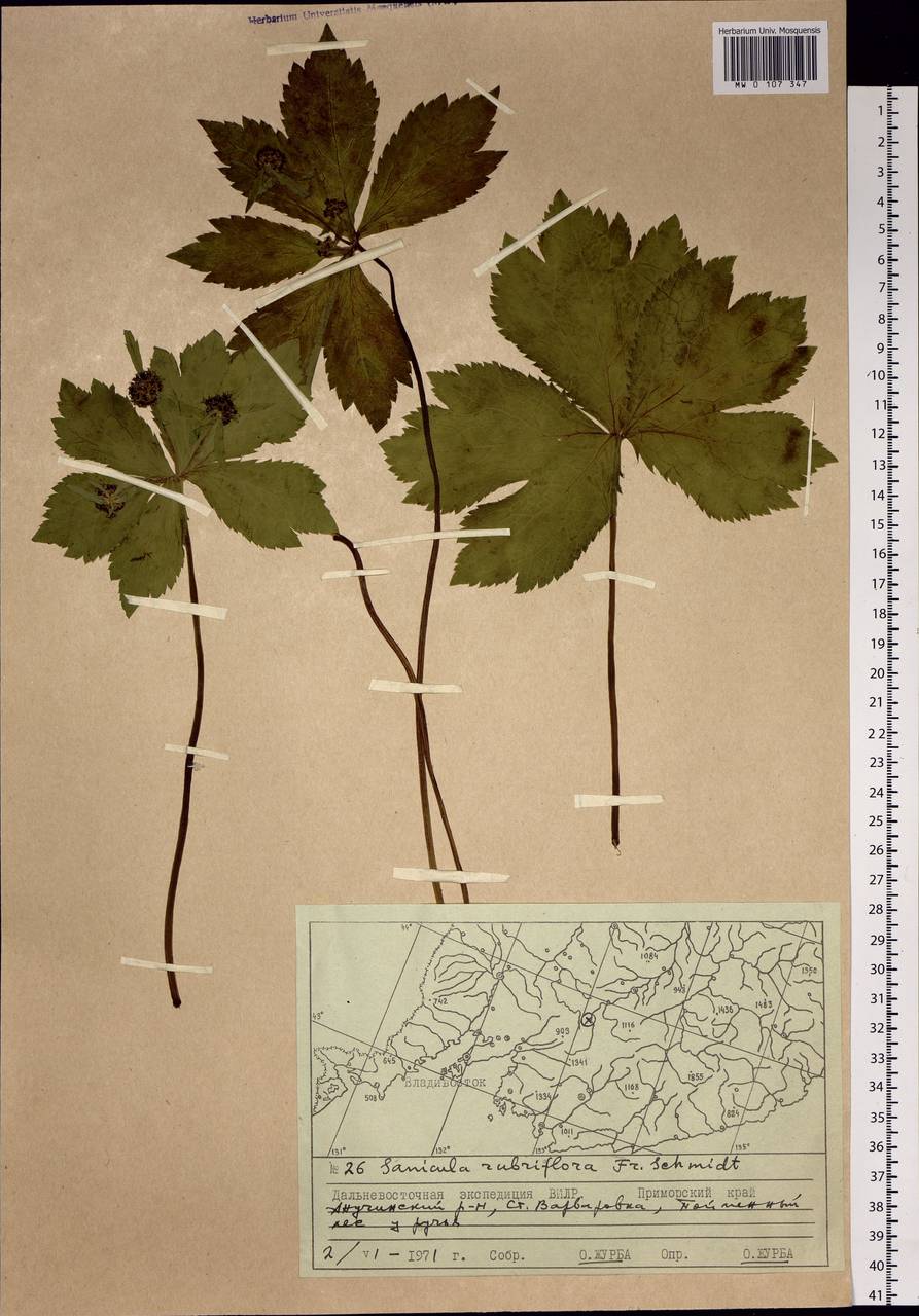 Sanicula rubriflora F.Schmidt, Siberia, Russian Far East (S6) (Russia)