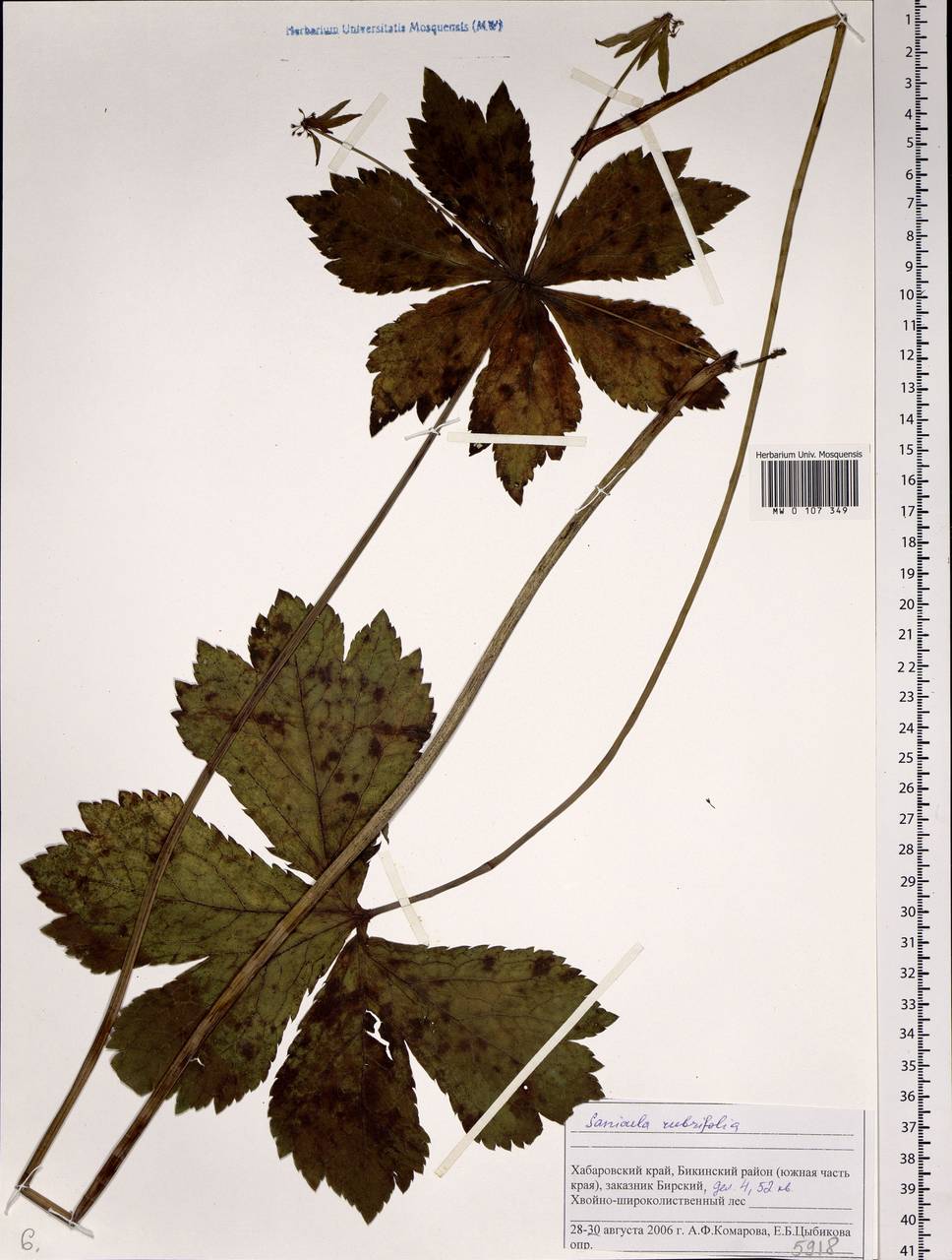 Sanicula rubriflora F.Schmidt, Siberia, Russian Far East (S6) (Russia)