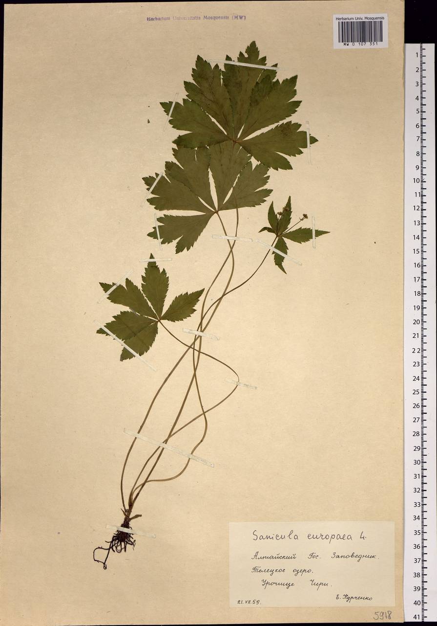 Sanicula giraldii H.Wolff, Siberia, Altai & Sayany Mountains (S2) (Russia)