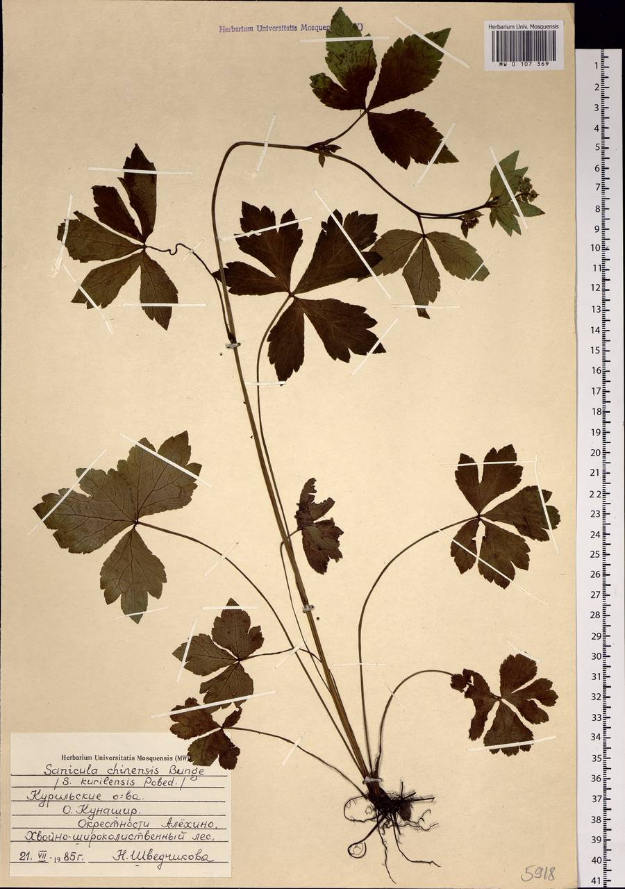 Sanicula chinensis Bunge, Siberia, Russian Far East (S6) (Russia)