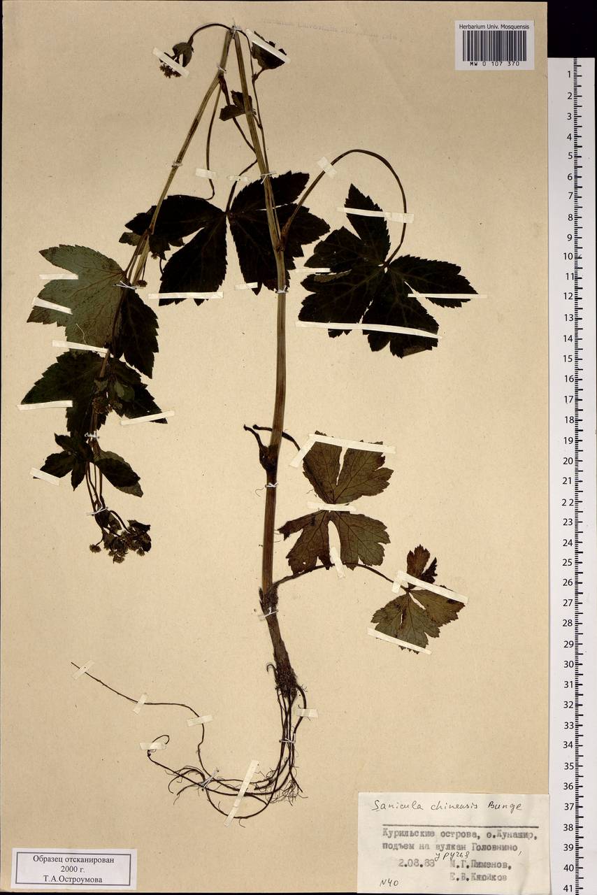 Sanicula chinensis Bunge, Siberia, Russian Far East (S6) (Russia)