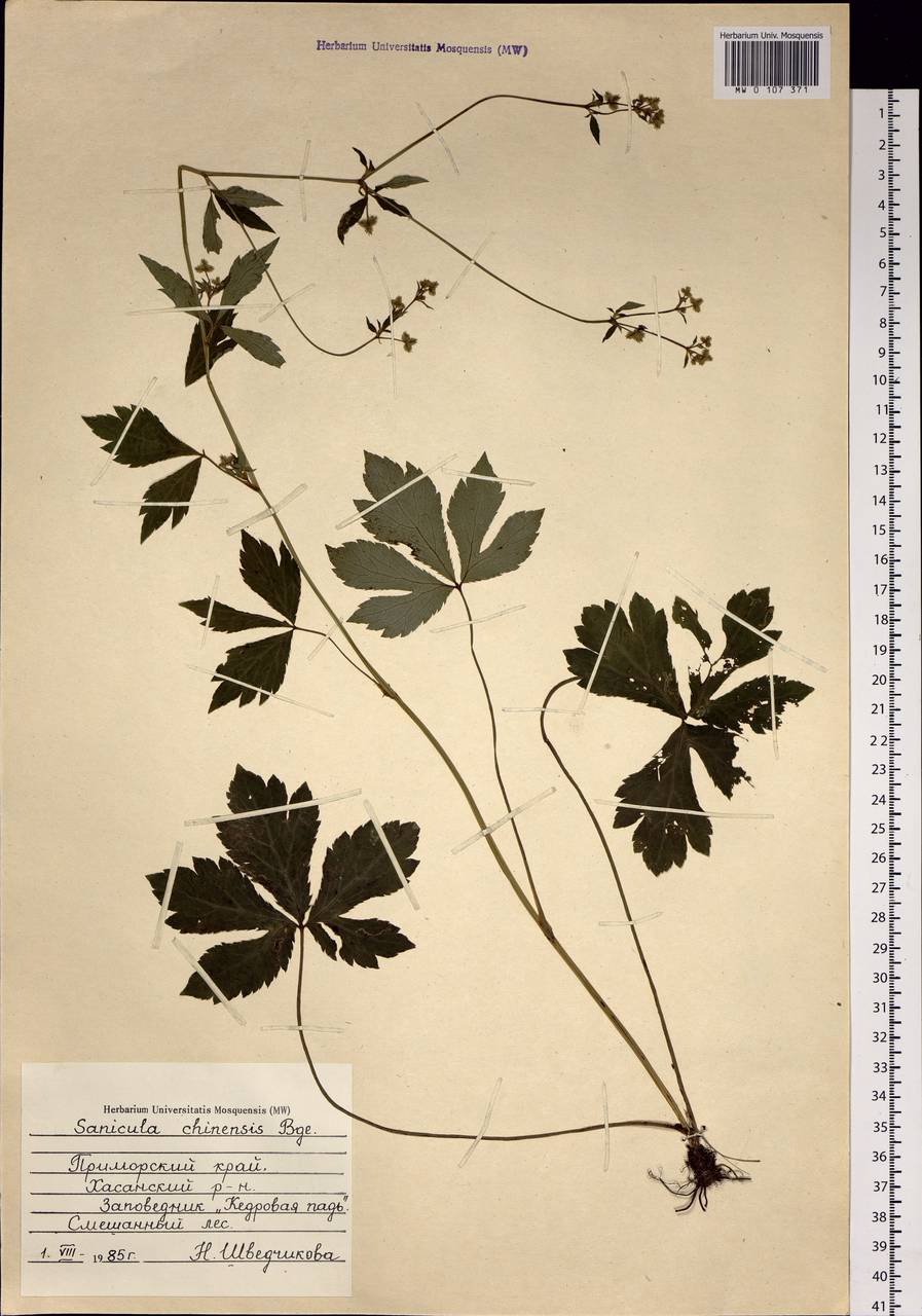 Sanicula chinensis Bunge, Siberia, Russian Far East (S6) (Russia)