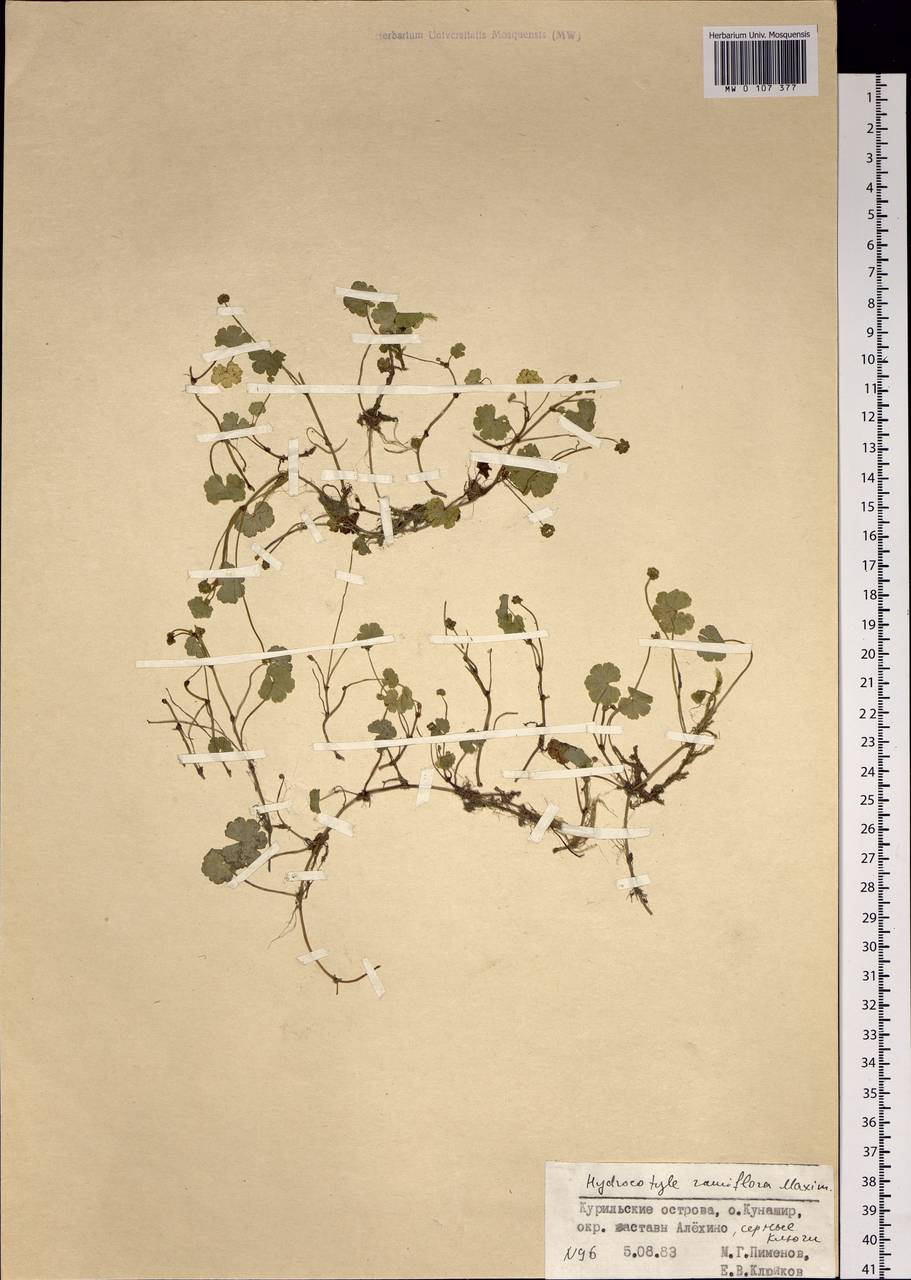 Hydrocotyle ramiflora Maxim., Siberia, Russian Far East (S6) (Russia)