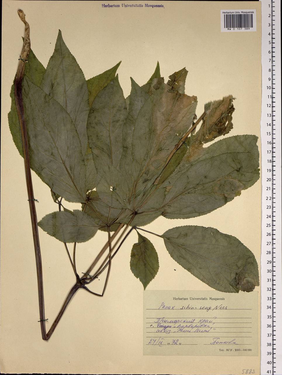 Panax ginseng C. A. Mey., Siberia, Russian Far East (S6) (Russia)