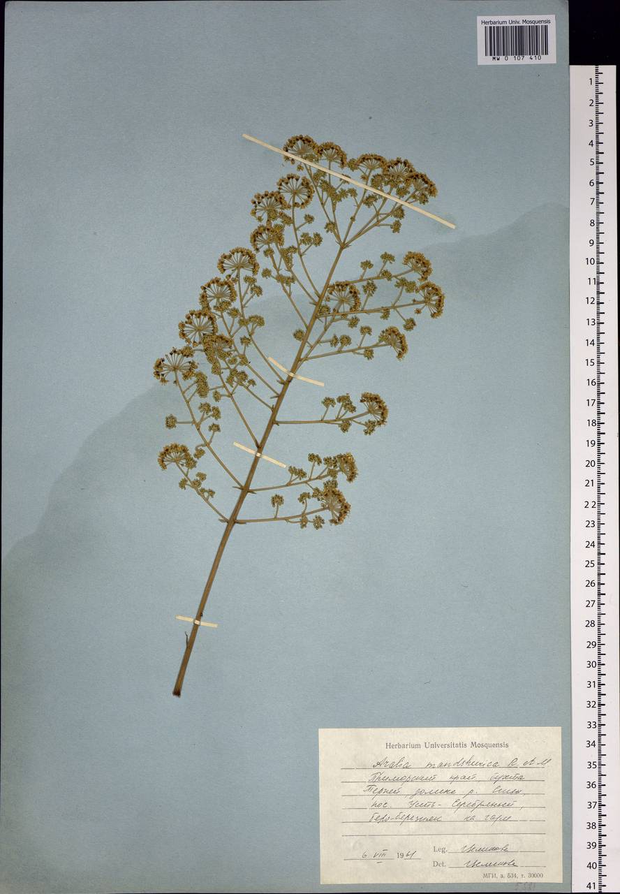 Aralia elata var. glabrescens (Franch. & Sav.) Pojark., Siberia, Russian Far East (S6) (Russia)