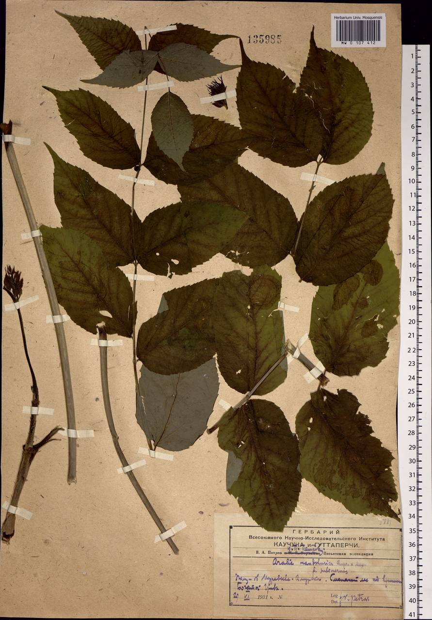 Aralia elata var. glabrescens (Franch. & Sav.) Pojark., Siberia, Russian Far East (S6) (Russia)