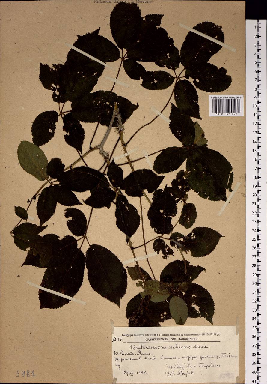 Eleutherococcus senticosus (Rupr. & Maxim.) Maxim., Siberia, Russian Far East (S6) (Russia)