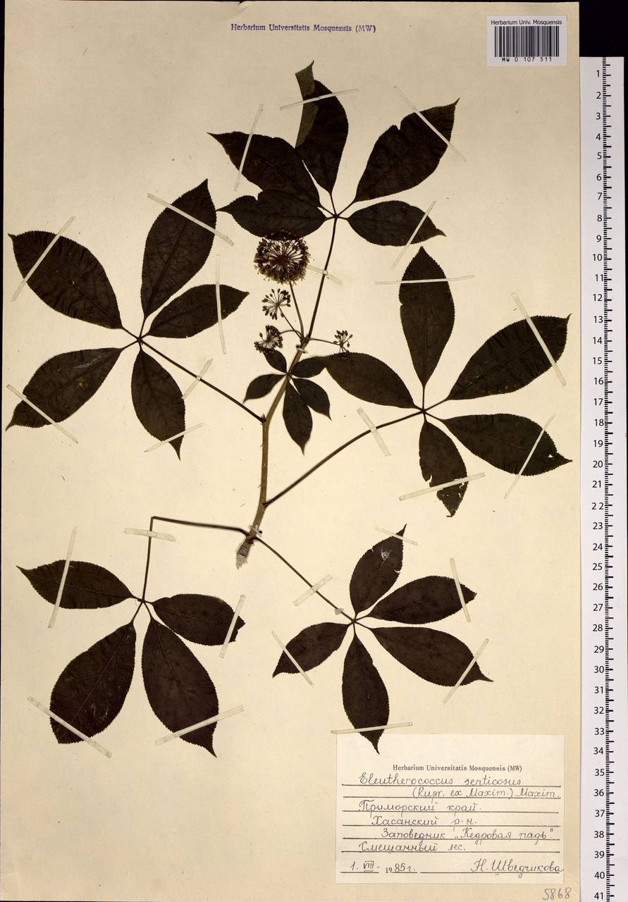 Eleutherococcus senticosus (Rupr. & Maxim.) Maxim., Siberia, Russian Far East (S6) (Russia)